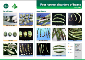 Post harvest disorders of beans